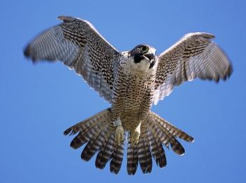 Ciao ragazzi sapete dirmi che scheda madre  questa con questo connettore grazie.....-peregrine-falcon.jpg